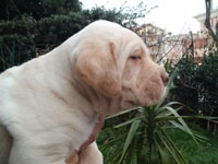 cuccioli di cane corso rustico